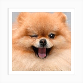 Pomeranian Art Print