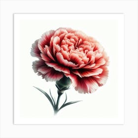 Carnation 1 Art Print