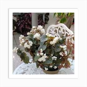 White Flowering Plant Art Print