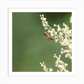 Flowers Wild Bee Art Print