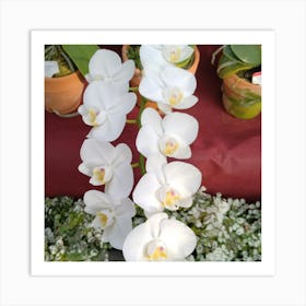 White Orchids 3 Art Print