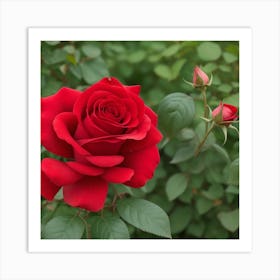 Red Rose Art Print