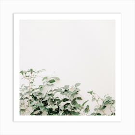 Eucalyptus Plant 1 Art Print