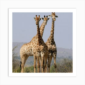 Giraffes 1 Art Print