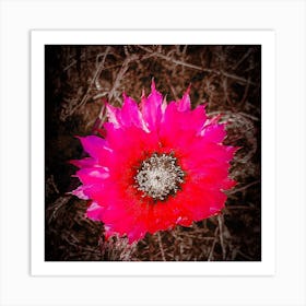 Fuchsia Flower Art Print