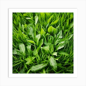 Green Grass In The Field Art Print