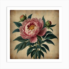 Default Peony 2 Floral Botanical Vintage Poster Flower Canvas 0 Art Print