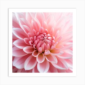 Pink Dahlia Flower Art Print