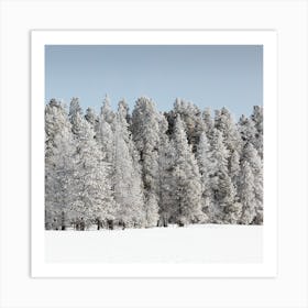 Winter Trees Yellowstone National Park Art Print
