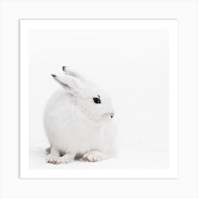 Arctic Hare 1 Square Art Print