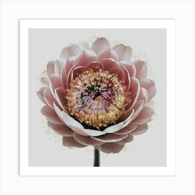 Lotus Art Print