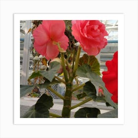 Begonias 11 Art Print