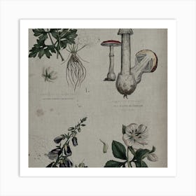 Botanical Illustration Of Mushrooms Art Print