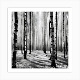 Birch Forest 37 Art Print