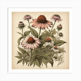 Echinacea Spices And Herbs Retro Drawing Art Print 3 Art Print