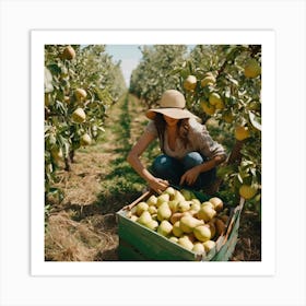 Woman Picking Apples In An Orchard Art Print