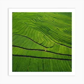 Rice Fields In Vietnam Art Print