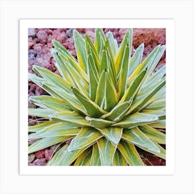 Agave 1 Art Print