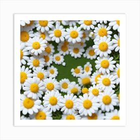 Daisy 5 Art Print