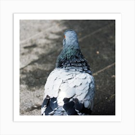 Pifeon Back Bird Square Gray Grey Italy Italia Italian photo photography art travel Art Print