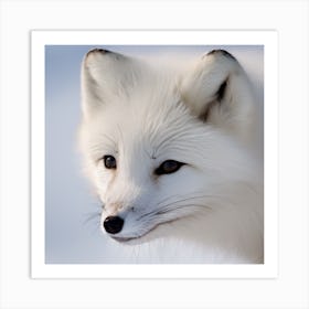 Arctic Fox Art Print