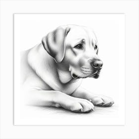 Pencil drawing of Labrador Retriever Dog Art Print
