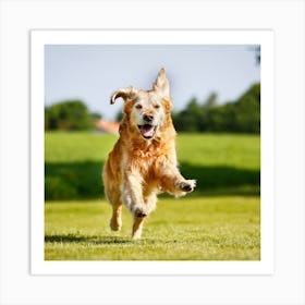 Golden Retriever Running Art Print