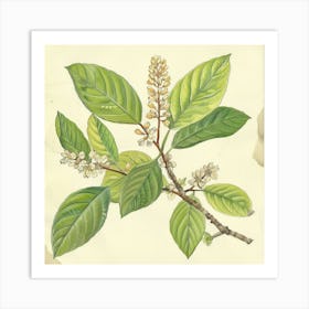 Safflower Art Print