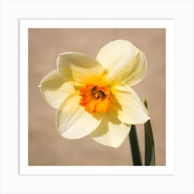 Daffodil Botanical Photography Art Print