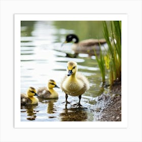 Canadian Geese 34 Art Print