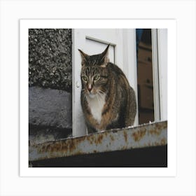 Cat On A Window Sill Art Print