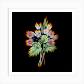 Prism Shift The Chinese primrose Primula sinensis Botanical Illustration on Black n.0056 Art Print