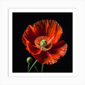 Ethereal poppy flower 2 Art Print