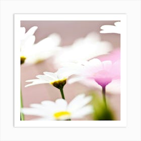 Daisies 1 Art Print