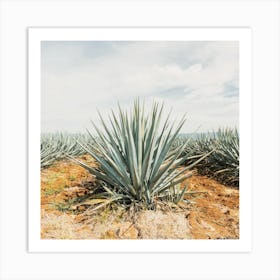 Agave Field Art Print