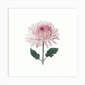 Pink Chrysanthemum 1 Art Print