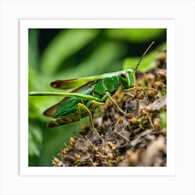 Grasshopper 24 Art Print