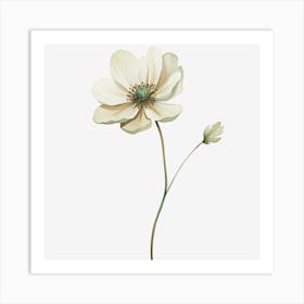 White Anemone Flower 1 Art Print