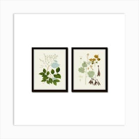 Botanical Set Art Print