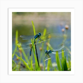 Dragonflies 2 Art Print