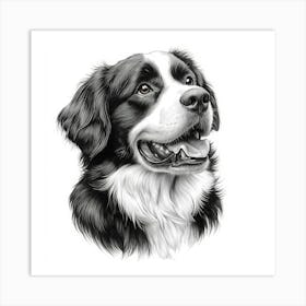 St Bernard Art Print