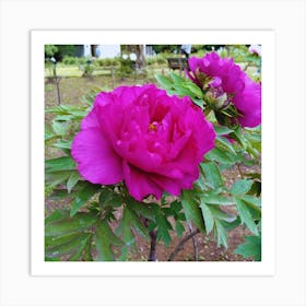 Peonies in Japan 2 Art Print