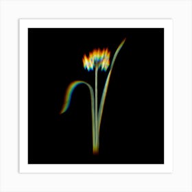 Prism Shift Cowslip Cupped Daffodil Botanical Illustration on Black n.0024 Art Print
