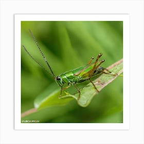 Grasshopper 3 Art Print