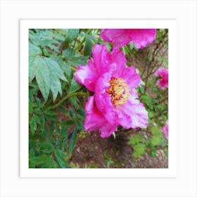 Peonies in Japan 3 Art Print