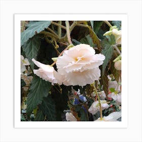 Begonias 14 Art Print