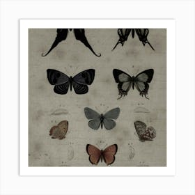 Butterflies Of The World Art Print