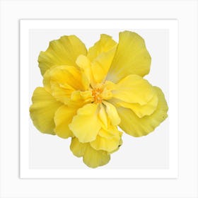 Yellow Hibiscus Flower Art Print