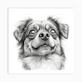 Tibetan Spaniel 1 Art Print