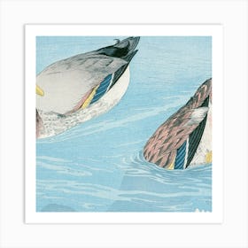 Ducks In The Water Art Print